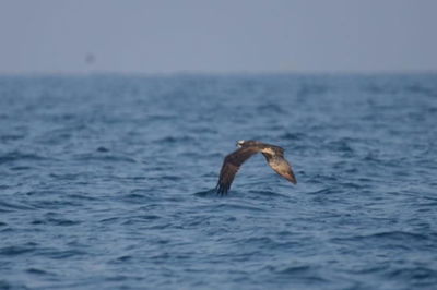 הפקחים הופתעו: דולפיננים, צבי ים חומים ושלך