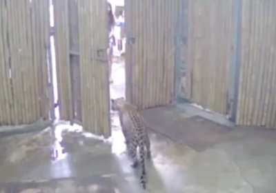 התיעוד המצמרר: הדלת נפתחה, הנמר זינק ותקף פעוט