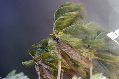 הסופה האדירה מתקרבת כעת לחופי ארה"ב