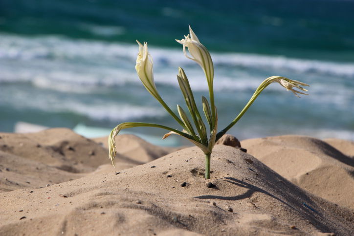 חבצלת בחוף אשדוד