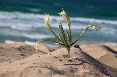 חבצלת בחוף אשדוד