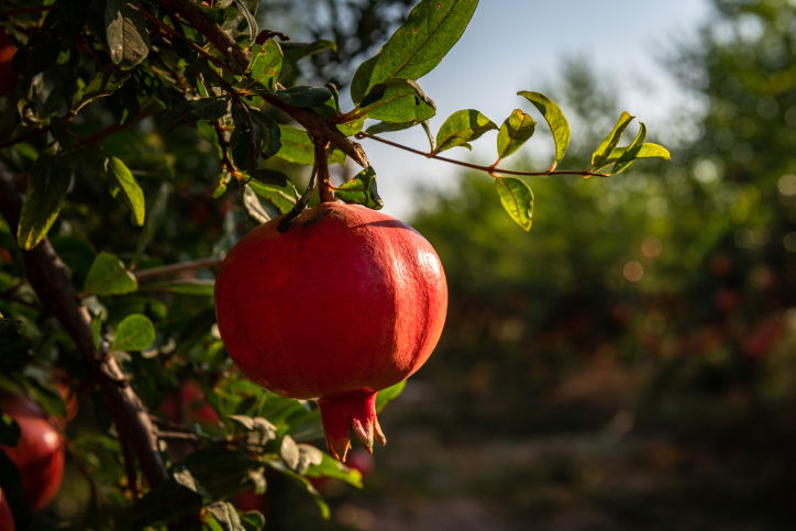ירבו זכויותינו כרימון: תיעוד עצי הרימונים