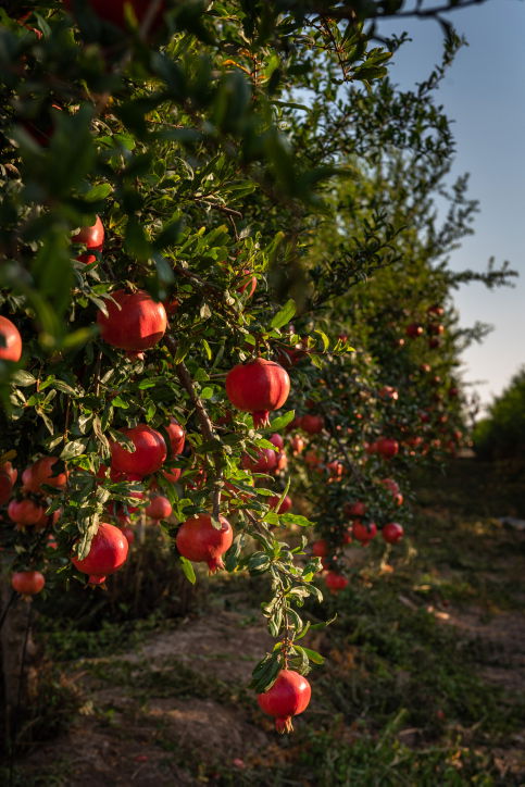 ירבו זכויותינו כרימון: תיעוד עצי הרימונים