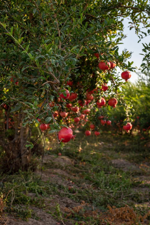 ירבו זכויותינו כרימון: תיעוד עצי הרימונים