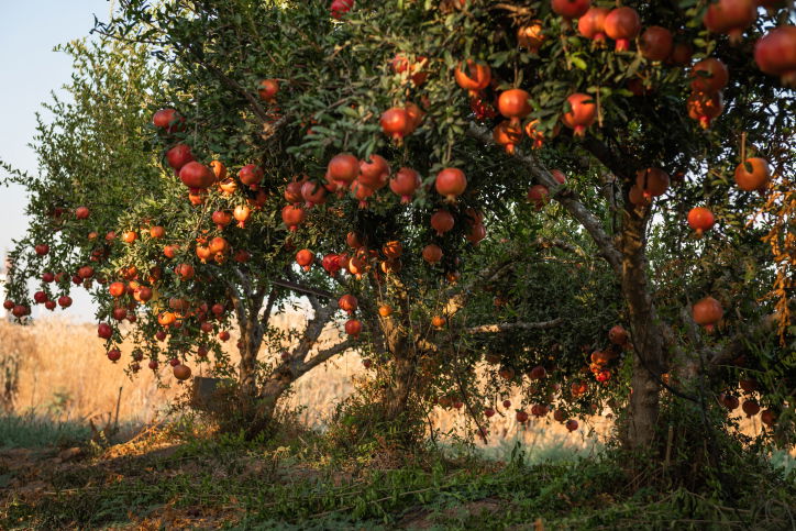 ירבו זכויותינו כרימון: תיעוד עצי הרימונים