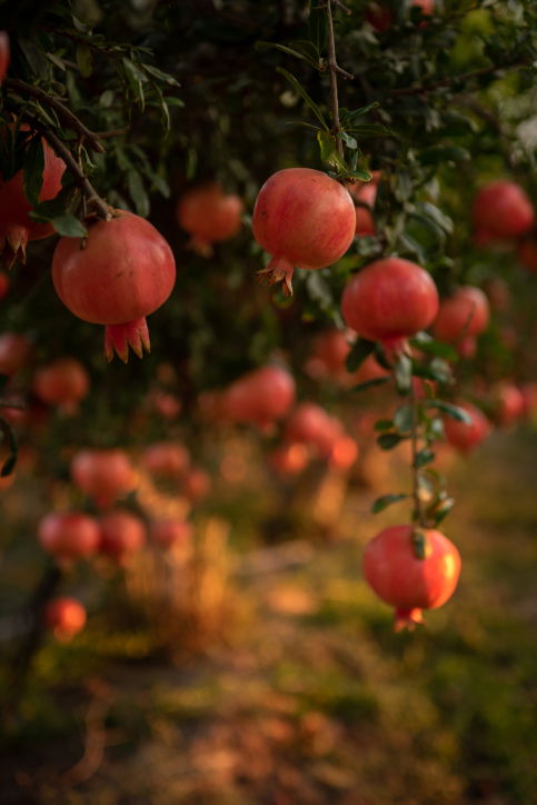 ירבו זכויותינו כרימון: תיעוד עצי הרימונים