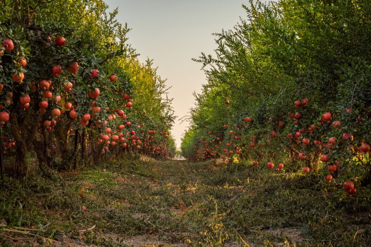 ירבו זכויותינו כרימון: תיעוד עצי הרימונים