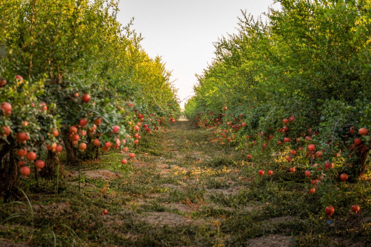 ירבו זכויותינו כרימון: תיעוד עצי הרימונים