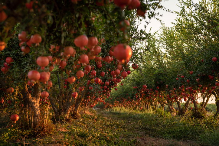 ירבו זכויותינו כרימון: תיעוד עצי הרימונים