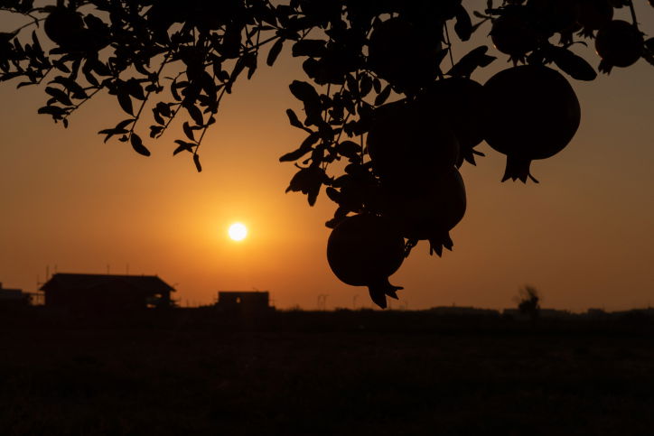 ירבו זכויותינו כרימון: תיעוד עצי הרימונים