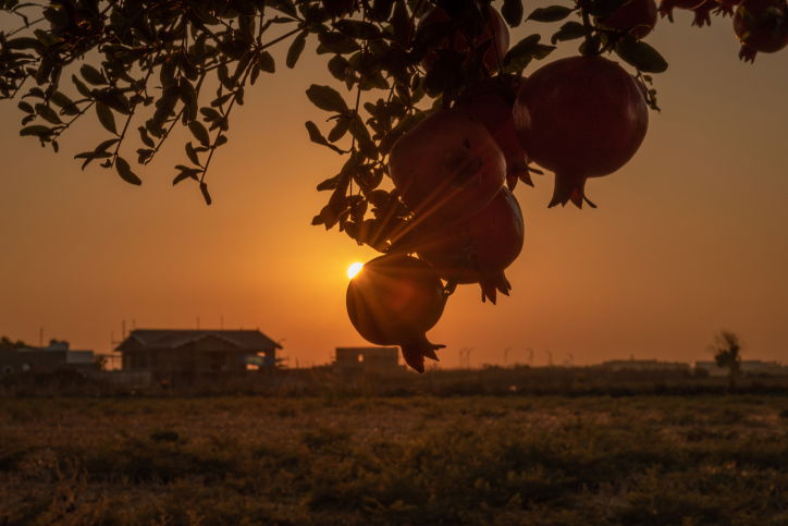 ירבו זכויותינו כרימון: תיעוד עצי הרימונים