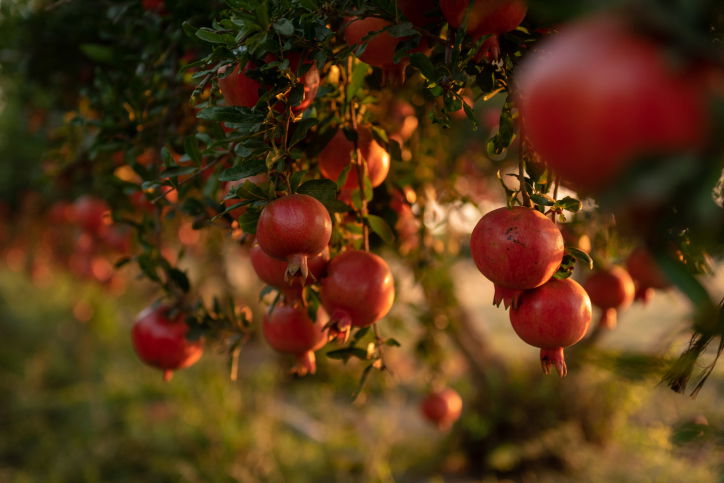 ירבו זכויותינו כרימון: תיעוד עצי הרימונים
