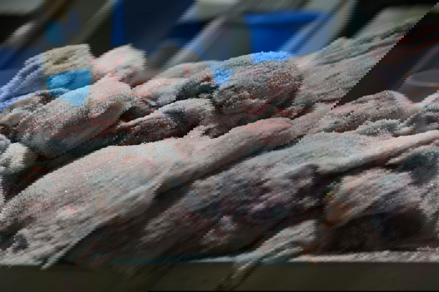 צפו: הירושלמי המבוגר מולח את העופות