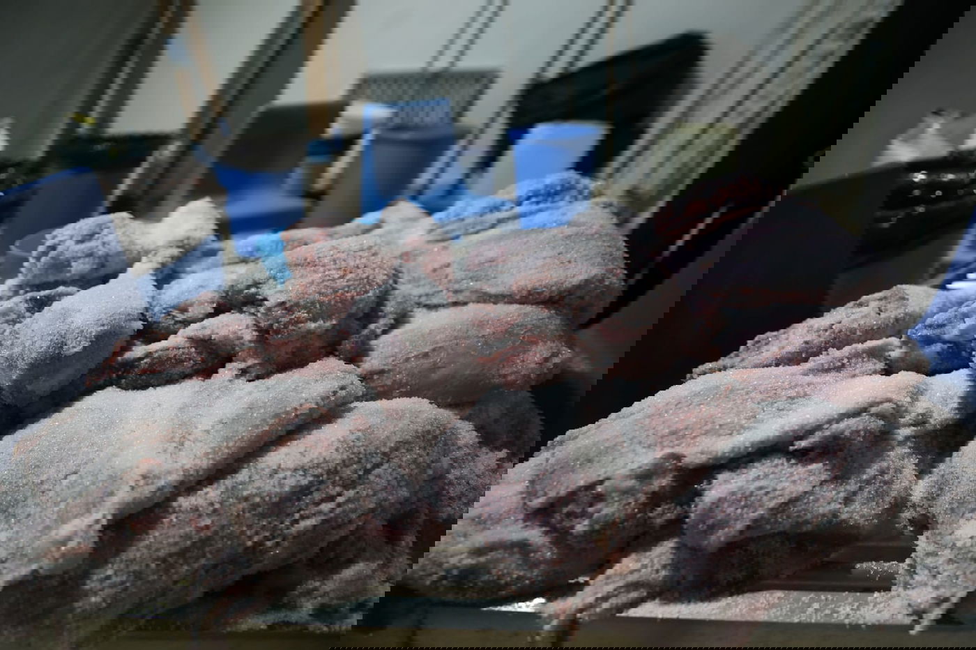 צפו: הירושלמי המבוגר מולח את העופות