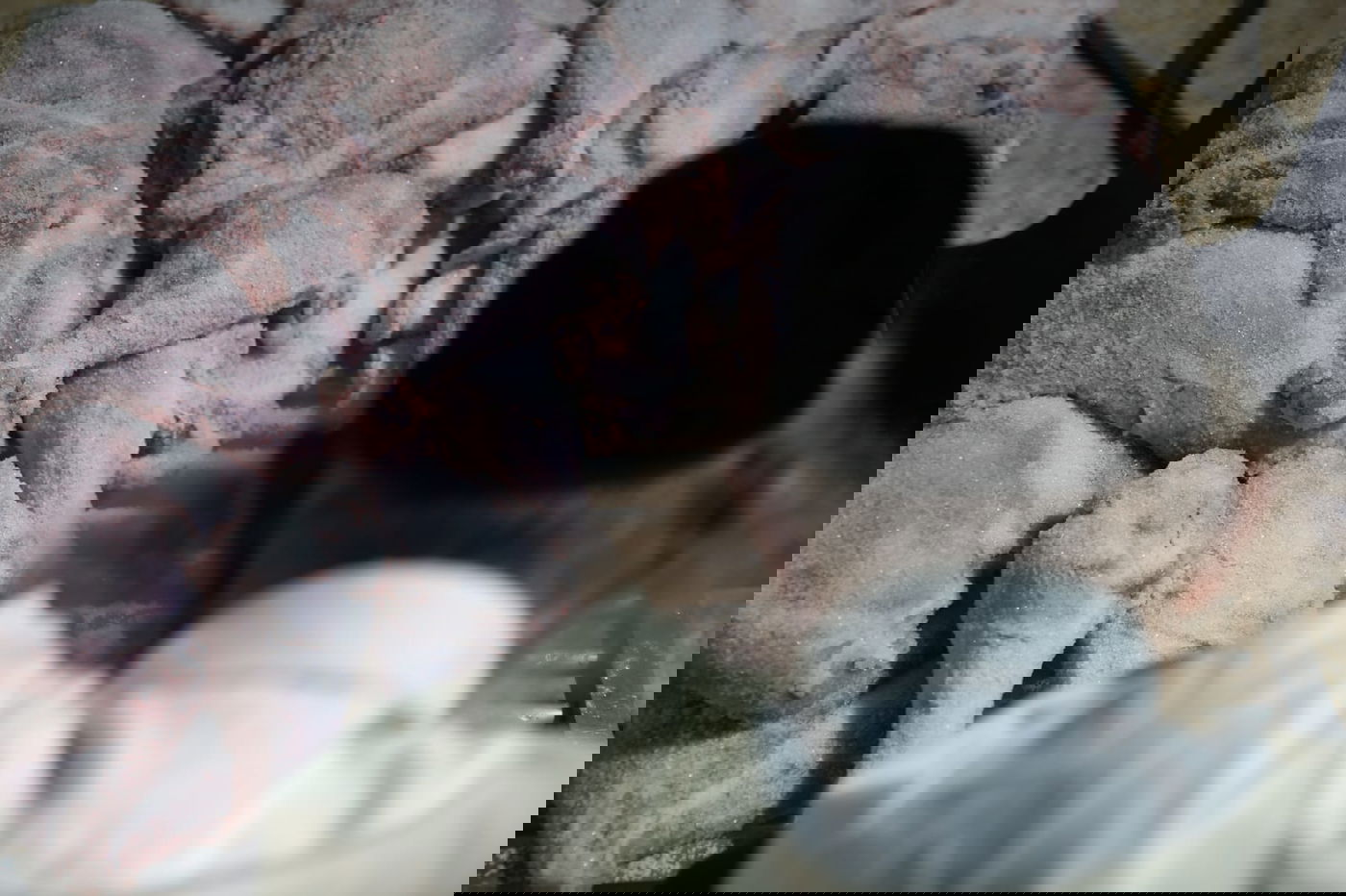 צפו: הירושלמי המבוגר מולח את העופות