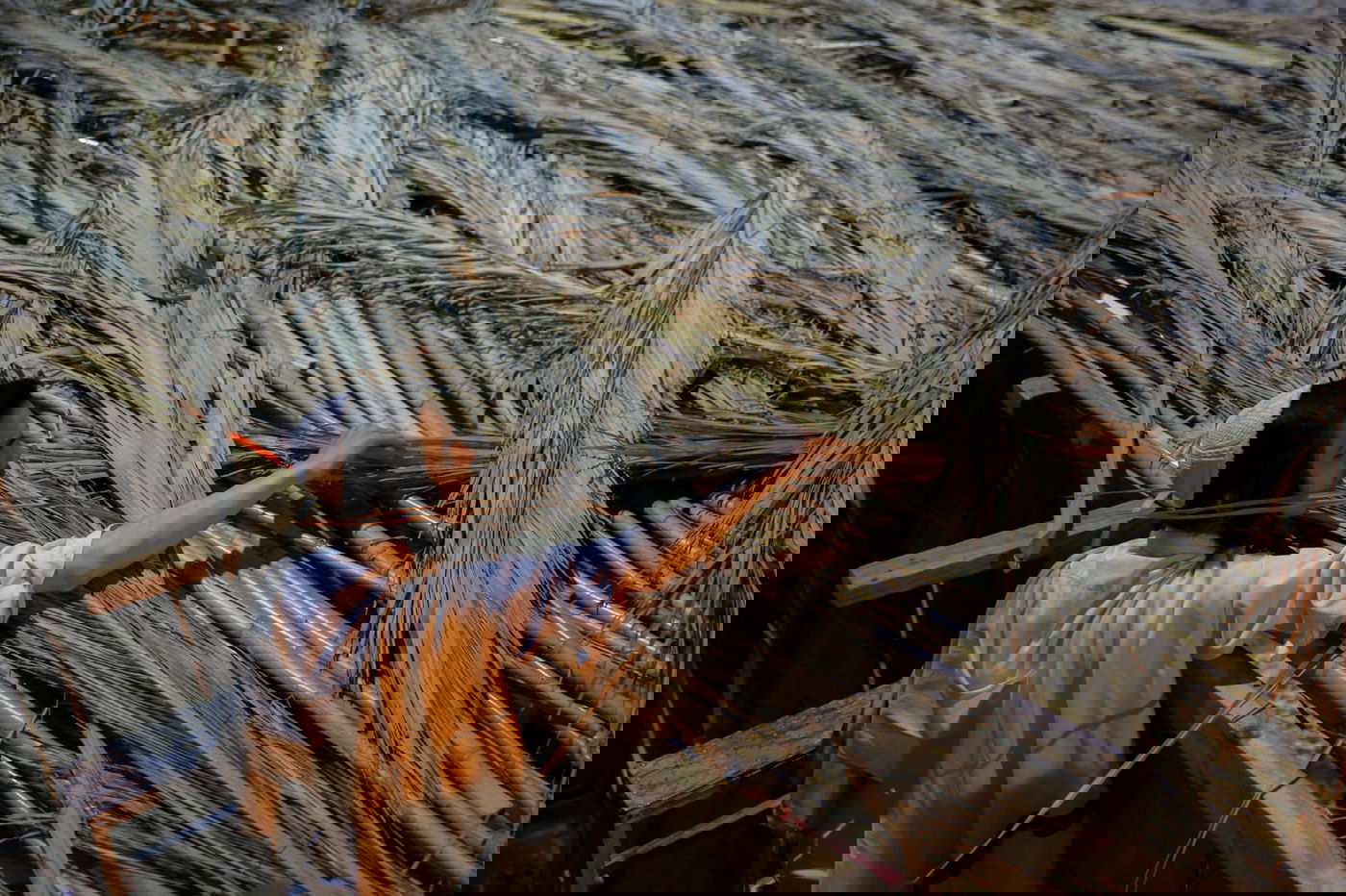 בשביל הצ'אלמרס חג הסוכות כבר בפתח • תיעוד