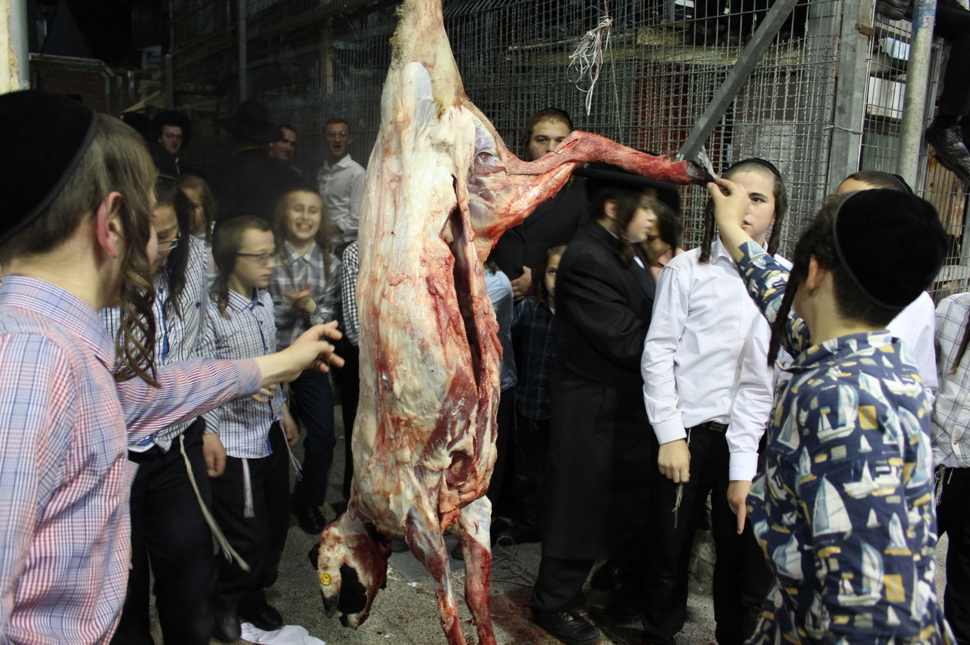 בפינסק קרלין שחטו כבש לקראת ראש השנה