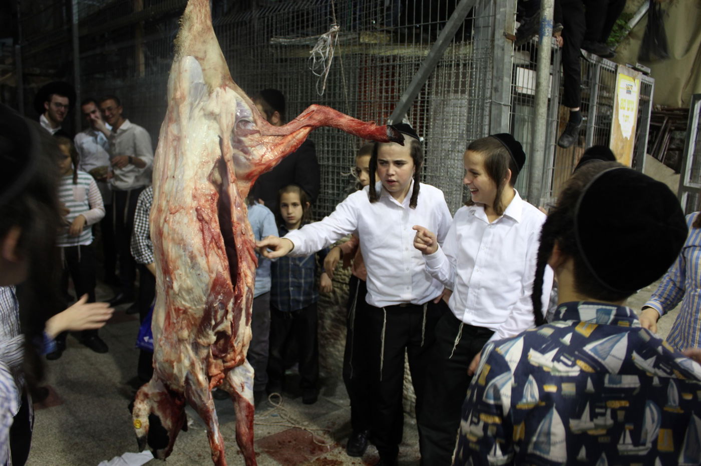 בפינסק קרלין שחטו כבש לקראת ראש השנה