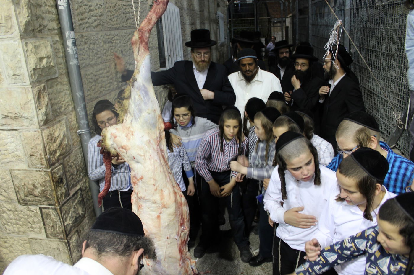 בפינסק קרלין שחטו כבש לקראת ראש השנה