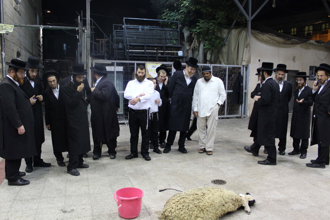 בפינסק קרלין שחטו כבש לקראת ראש השנה