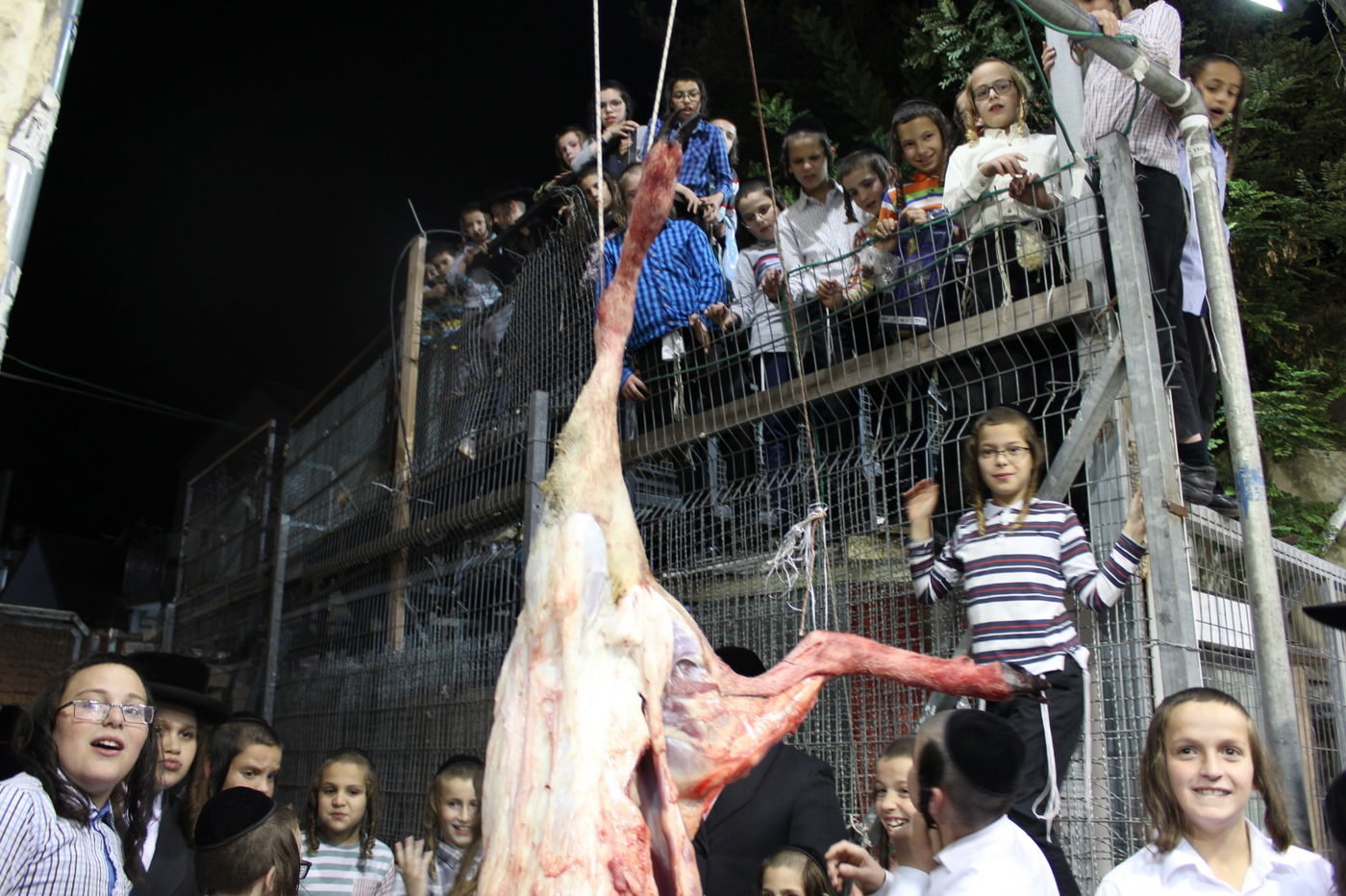 בפינסק קרלין שחטו כבש לקראת ראש השנה