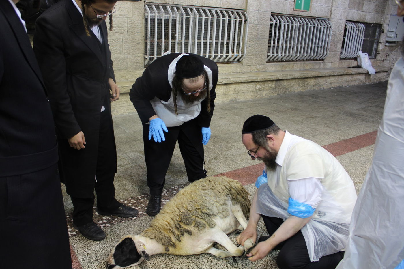בפינסק קרלין שחטו כבש לקראת ראש השנה