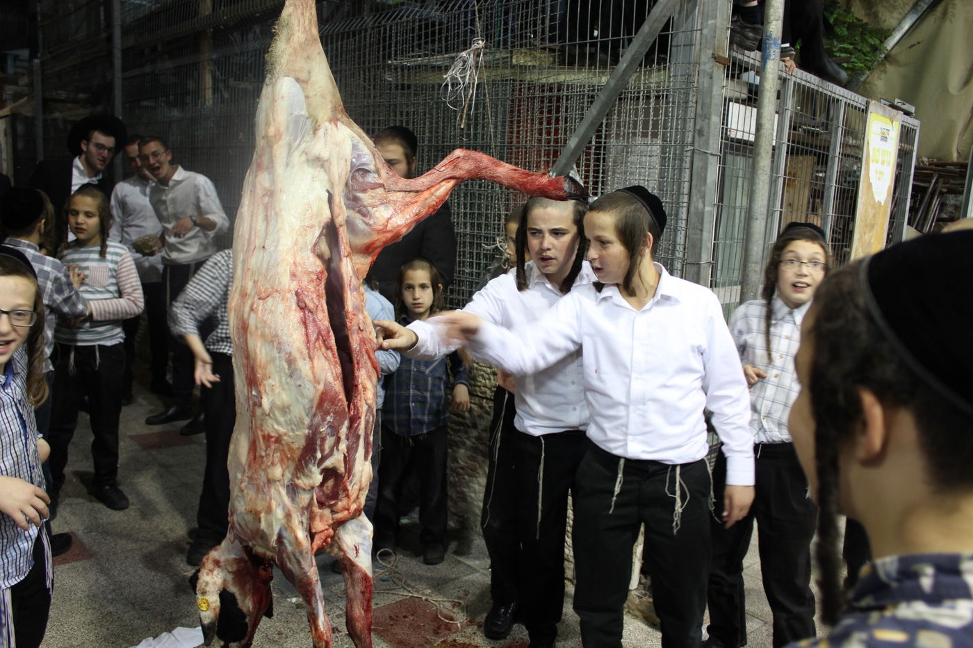 בפינסק קרלין שחטו כבש לקראת ראש השנה