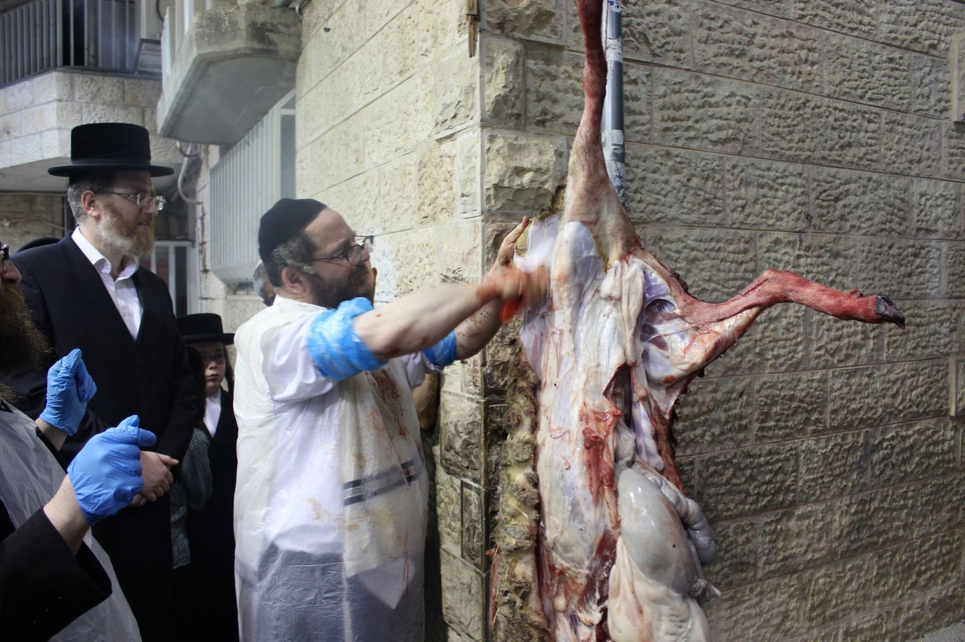בפינסק קרלין שחטו כבש לקראת ראש השנה
