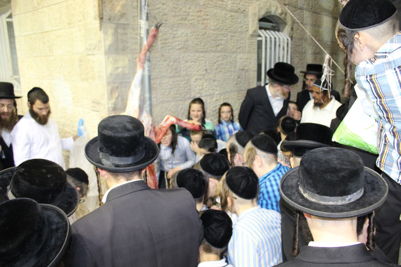 בפינסק קרלין שחטו כבש לקראת ראש השנה