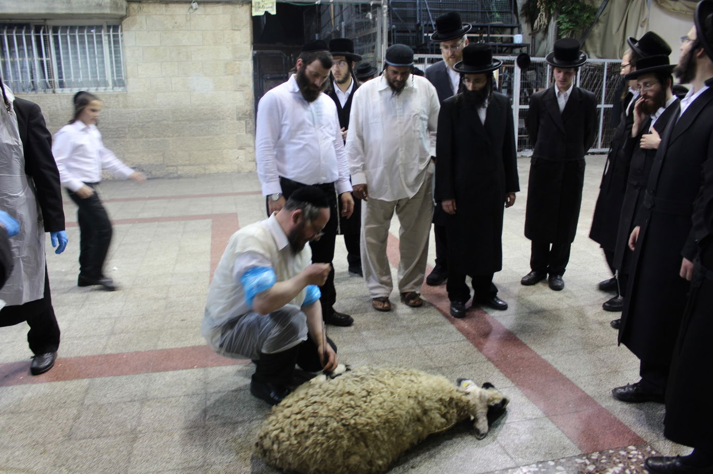 בפינסק קרלין שחטו כבש לקראת ראש השנה