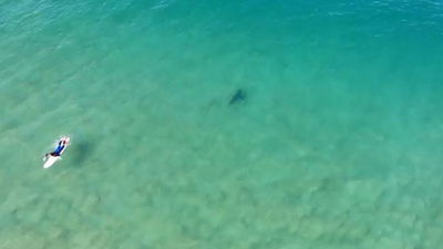 מדהים: מפעיל רחפן הציל את גולש מכריש