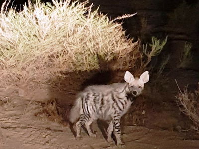 מחזה נדיר: הטורף הגדול ביותר בארץ • צפו