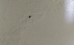 מתוך הסרטון