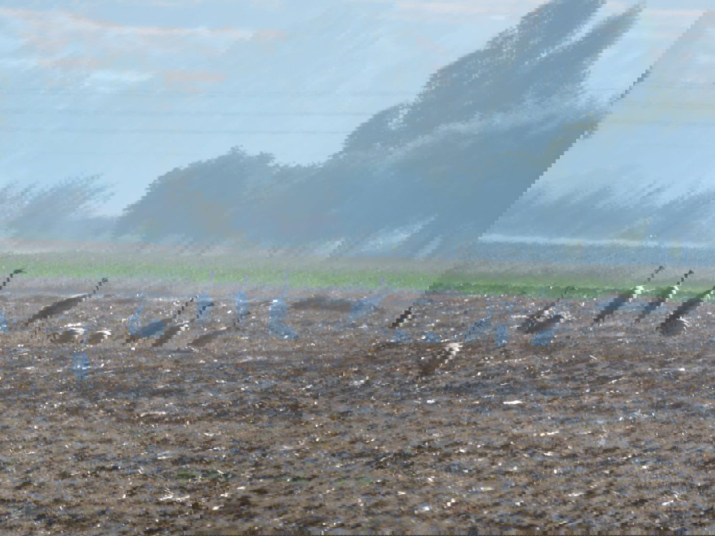התרגשות באגמון החולה: צפו בעגורים הראשונים