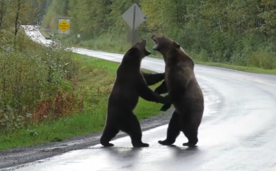 חסמו את הכביש: שני דובים נלחמים זה בזה