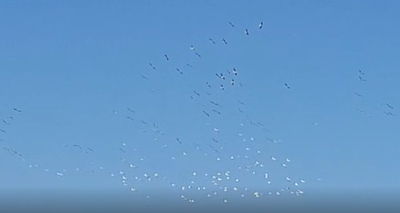 תיעוד מרהיב: השקנאים הנודדים עברו בהחולה