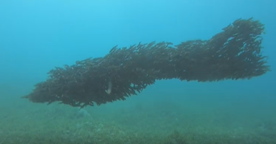 צוללן תיעד: הריקוד המהפנט של נסראללה