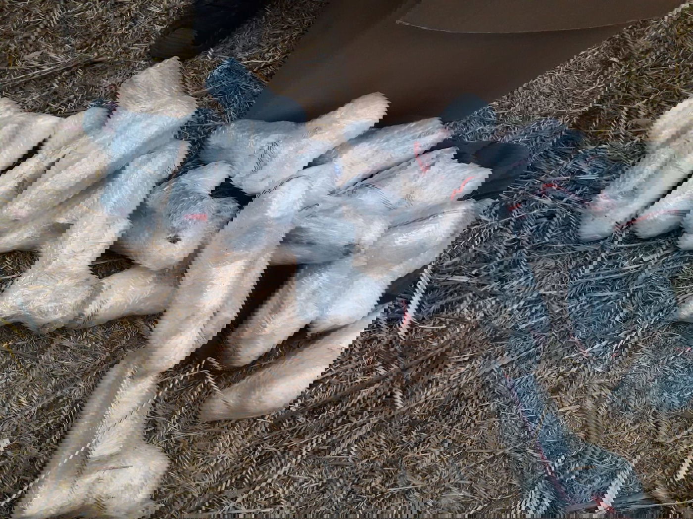 חלק מהאקדחים העטופים