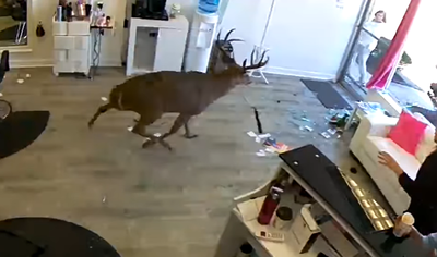 צפו: צבי התפרץ למספרה וניפץ חלון ראווה