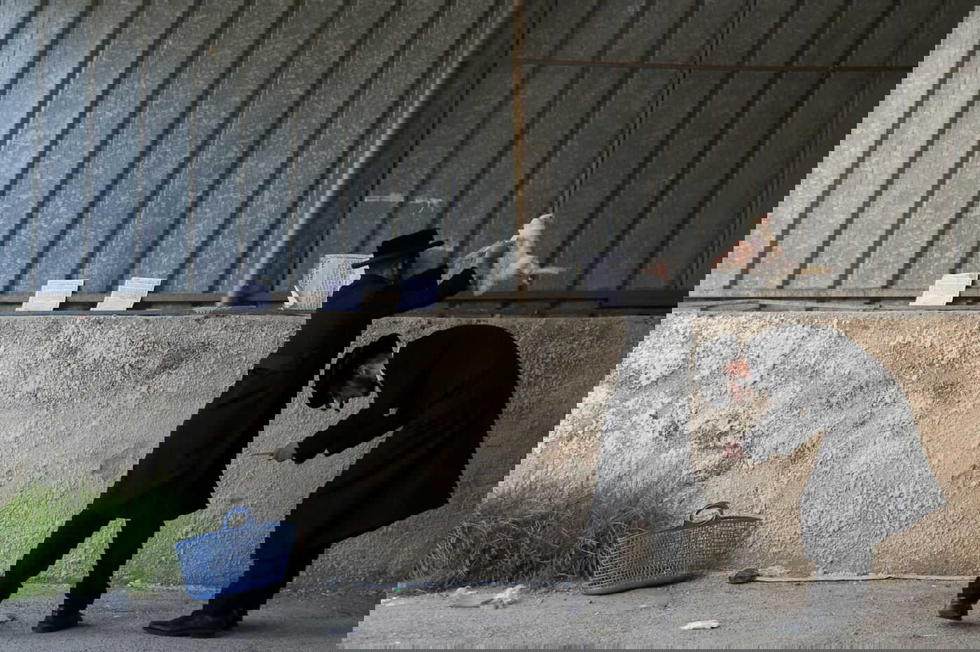 צפו: הירושלמים ערכו 'כפרות' על תרנגולים