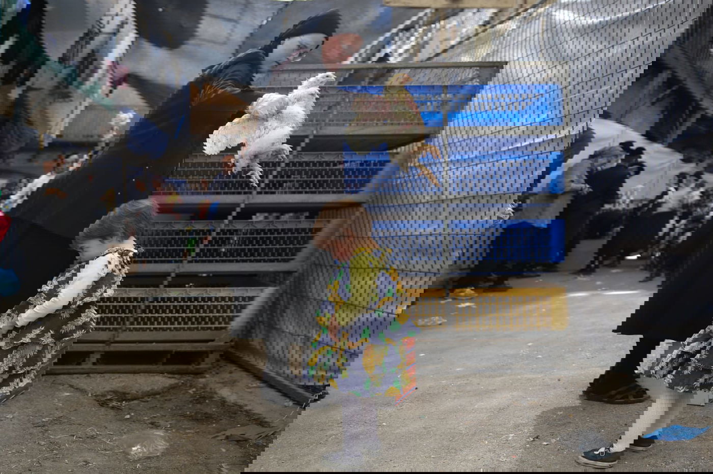 צפו: הירושלמים ערכו 'כפרות' על תרנגולים