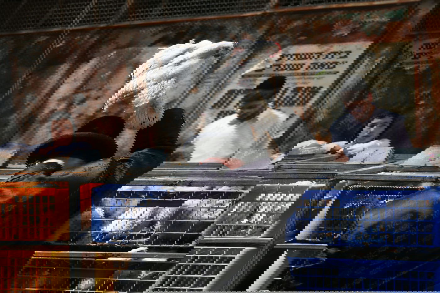 צפו: הירושלמים ערכו 'כפרות' על תרנגולים