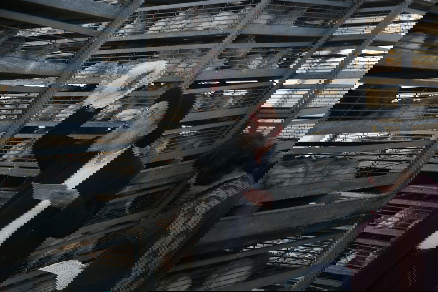 צפו: הירושלמים ערכו 'כפרות' על תרנגולים