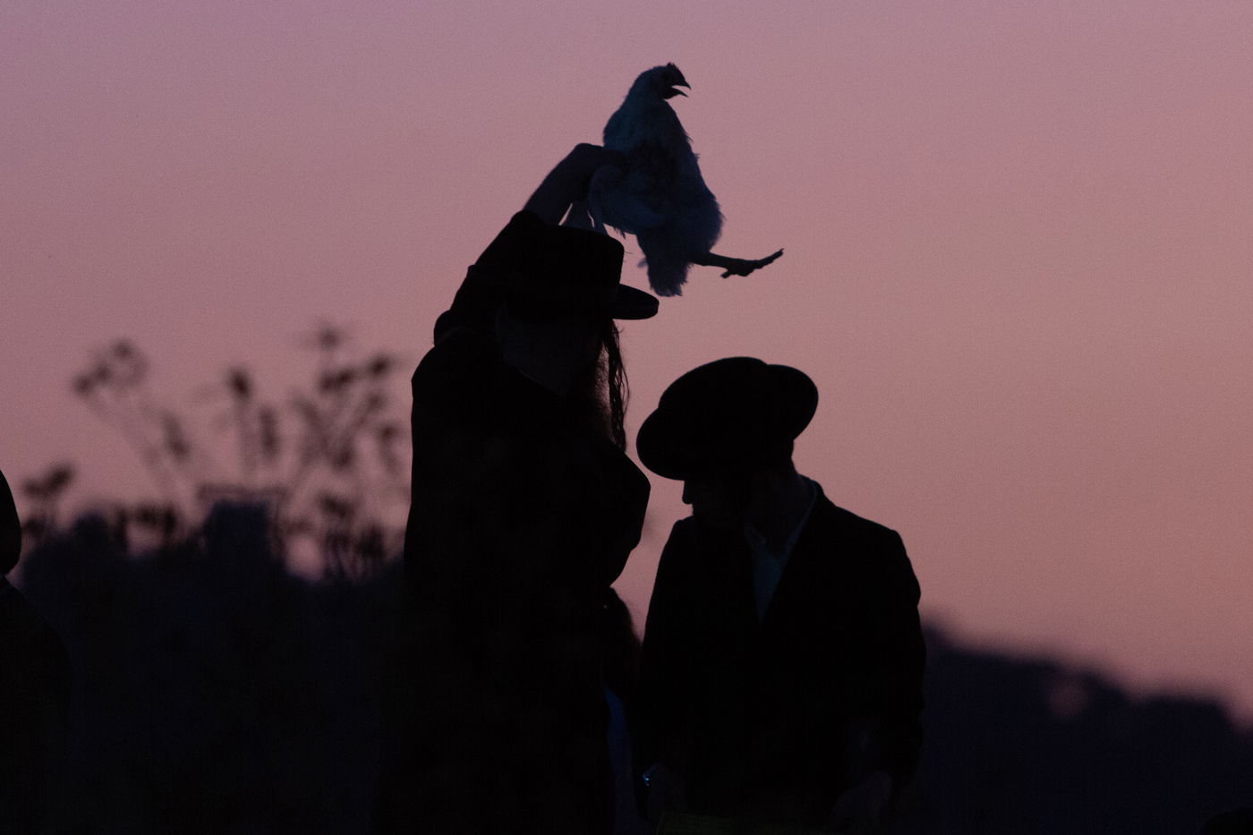כפרות בשקיעה: גלריה מרהיבה מבית שמש