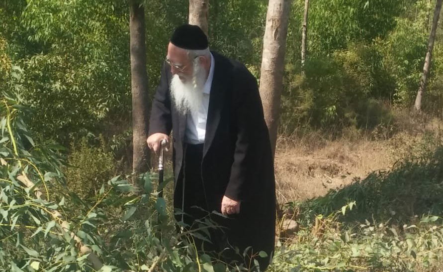 המגיד הגאון רבי אריה שכטר ביערות קק"ל גוזם סכך בכשרות אגודת ישראל בשנה שעברה