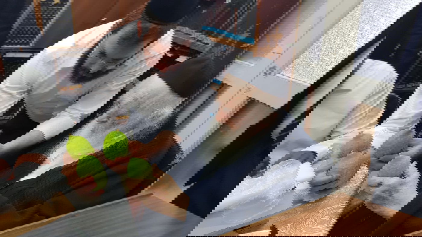 מרוקאי ברשב"ם: מרן שר התורה בוחר אתרוג