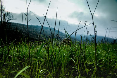תחזית: ירידה קלה בטמפרטורות, ייתכן גשם