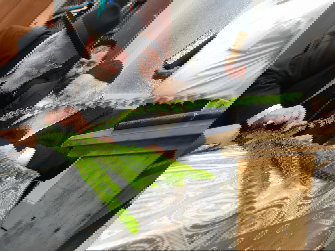 כך מרן שר התורה בוחר את ארבעת המינים • צפו