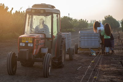 בציר ענבים ברמת גולן