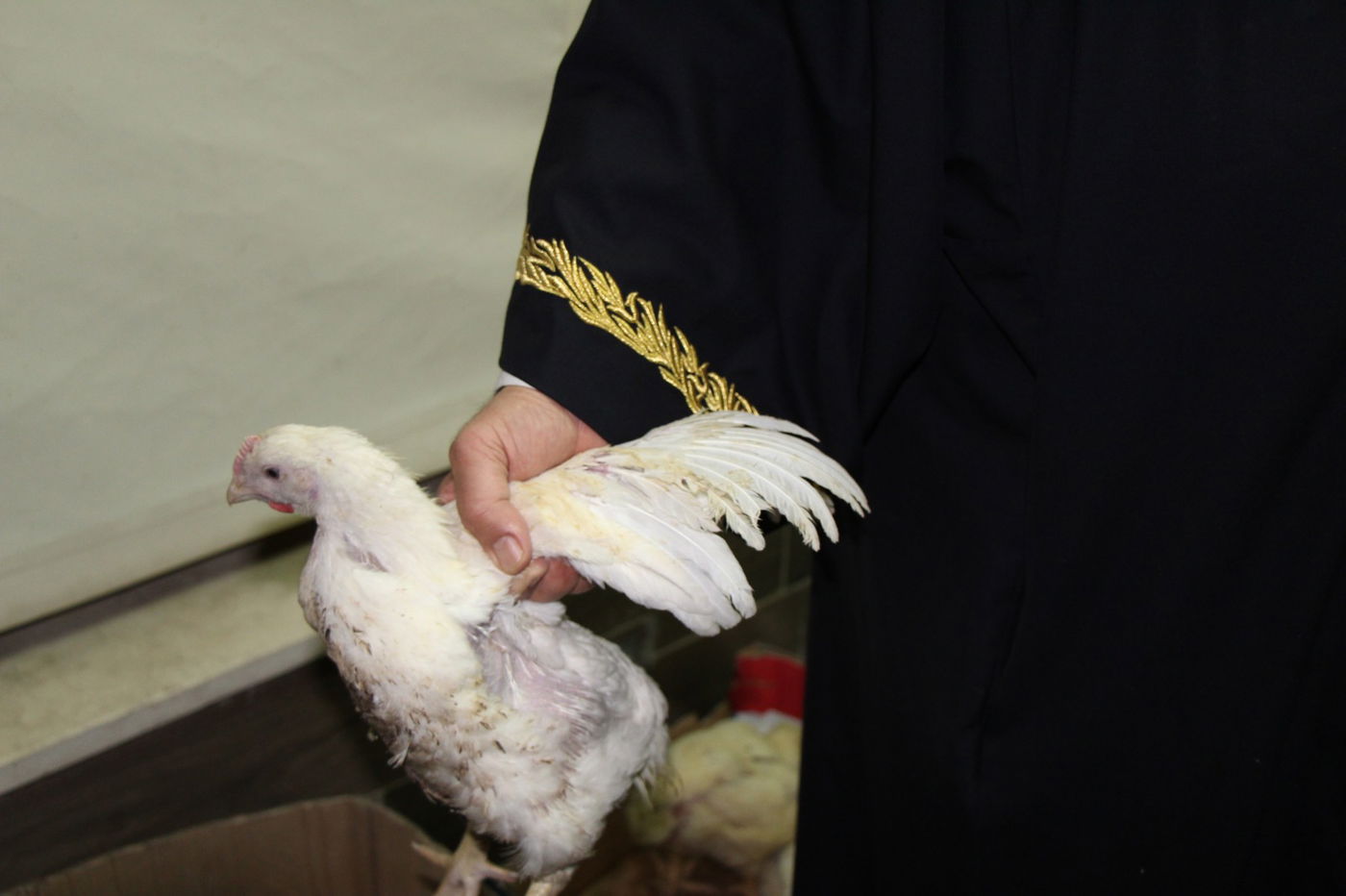 תיעוד: הראשל"צ הגאון רבי שלמה עמאר במנהג הכפרות